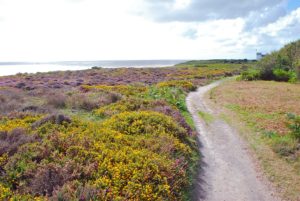 a winding track with yellow and purple heather on one side, looking out towards the sea on Dunwich Heath