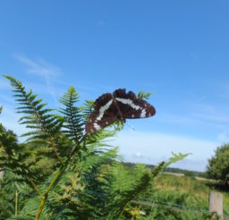 White Admiral butterfly sitting on ferns on a sunny day at Knettishall Health