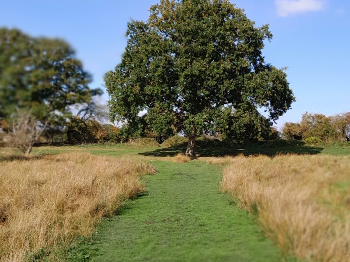 Redgrave and Lopham Fen