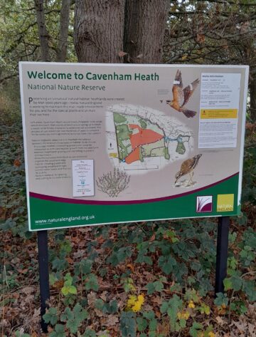 Cavenham Heath