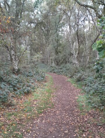 Cavenham Heath