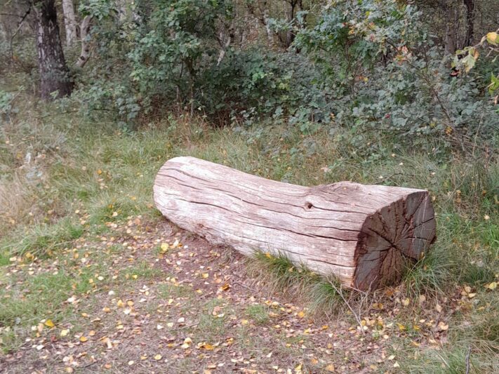 Cavenham Heath