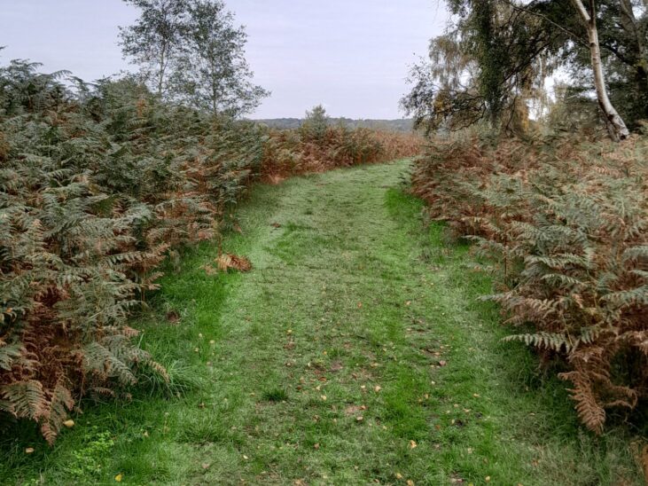 Cavenham Heath