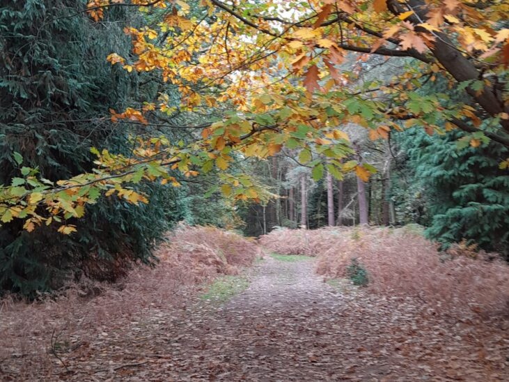 Rendlesham