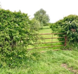 metal 5 bar gate in a hedge into a green field along the Mid Suffolk Footpath