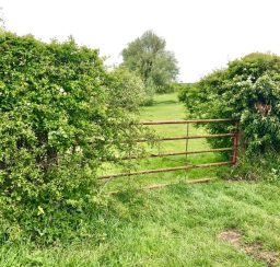 5 bar gate into a field along the Mid Suffolk Footpath metal 5 bar gate in a hedge into a green field along the Mid Suffolk Footpath