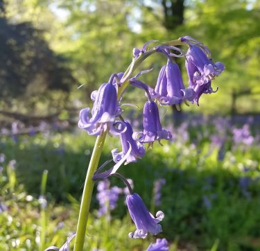 Close up image of a bluebell plant with a carpet of bluebells out of focus in the background