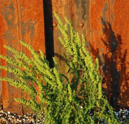 a yellow flowered sea plant against a rusty orange metal structure on the beach at Bawdsey