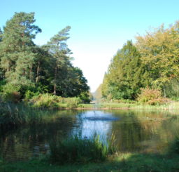 Lake surrounded by tall trees at Brandon Country Park on a sunny day in autumn
