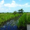 the river at Carlton Marshes, edged by greenery on a sunny day