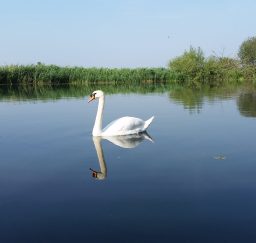 the mirror-calm surface of water at Cattawade, edged with green rushes and trees, while a single white swan glides across the water on a sunny day