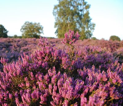 Cavenham Heath