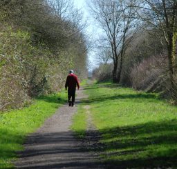 person walking along a grassy track between rows of trees and bushes at Clare Castle Country Park on a sunny day