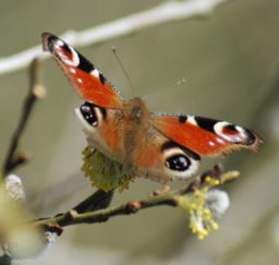 A peacock butterfly sitting on a twig