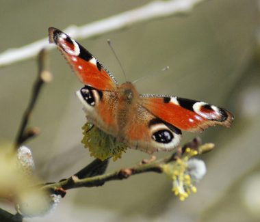 A peacock butterfly sitting on a twig
