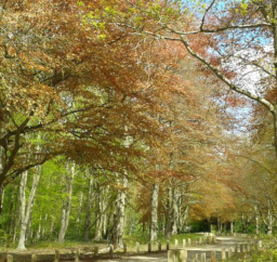 Copper beach avenue a wide path with wooden posts along each edge running through a beautiful avenue of copper beach trees in autumn