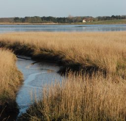 a view of mud and reeds at low tide across the River Alde