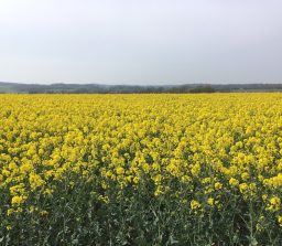 a field of golden yellow rape at Brampton
