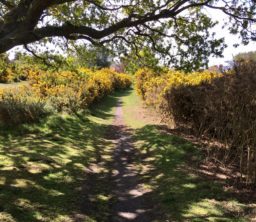 A grassy path through bright yellow gorse bushes emerging from the shade of a large tree on Walberswick Common
