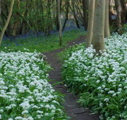 a mud path edged with swathes of white wild garlic flower and bluebells through Freston Wood