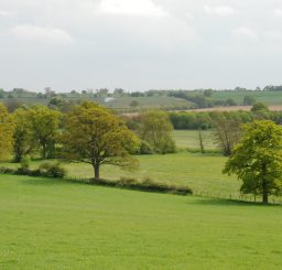 Rolling green countryside in Stoke by Nayland, with large green trees and a light cloudy sky