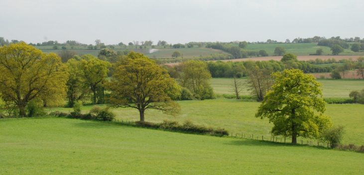 Rolling green countryside in Stoke by Nayland, with large green trees and a light cloudy sky Rolling green countryside in Stoke by Nayland, with large green trees and a light cloudy sky