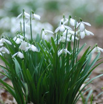 Close up image of a small clump of delicate white snowdrops
