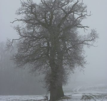 A huge old tree shrouded in fog on a snowy morning