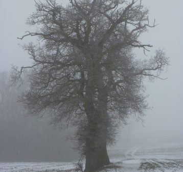 Hadliegh Railway Walk-3 A huge old tree shrouded in fog on a snowy morning