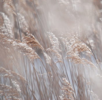 Close up image of reeds on a frosty morning