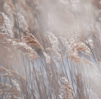 Hollesley Marsh Close up image of reeds on a frosty morning