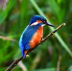 beautiful blue and orange Kingfisher sitting on a twig