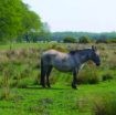 a grey Konik pony on a sunny day at Redgrave and Lopham Fen