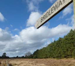 wooden bridleway fingerpost along a grassy path bordered by tall trees on a sunny day