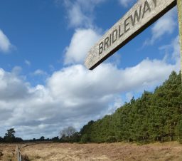 Lakenheath Warren (2) wooden bridleway fingerpost along a grassy path bordered by tall trees on a sunny day