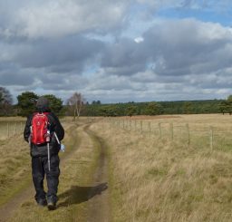 Lakenheath Warren (4) person walking along a grassy path alongside Lakenheath Warren on a cold sunny day