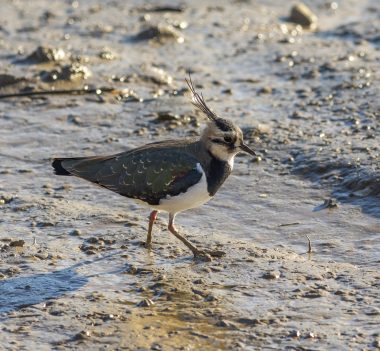 Lapwing on Melton Mudflats by Ben Heather Lapwing on Melton Mudflats