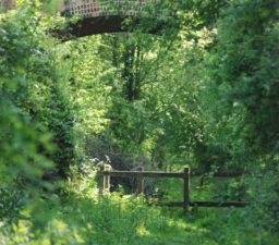 An old red brick bridge arch on the Lavenham Walk viewed through lots of green trees, with a wooden post and rail fence underneath