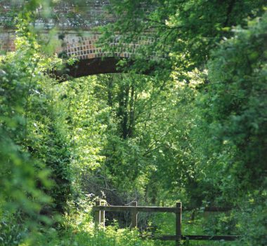 An old red brick bridge arch on the Lavenham Walk viewed through lots of green trees, with a wooden post and rail fence underneath