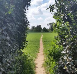view through a gap in a holly hedge of a narrow sandy cross-field footpath edged on both sides by green crops in Martlesham