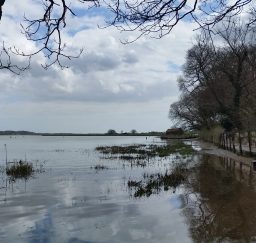 Martlesham view across Martlesham Creek from under a tree with blue sky and white clouds reflected in the water