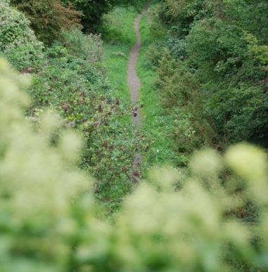 A narrow path through trees viewed from above