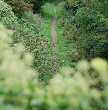 Melford Walk (9) A narrow path through trees viewed from above