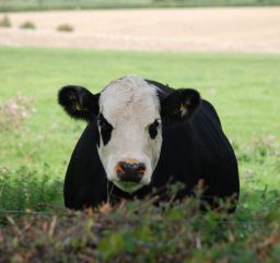 a curious black and white cow perring over a hedge in Mendham on a sunny day, with green field and a wheat field in the background