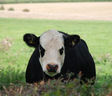 a curious black and white cow perring over a hedge in Mendham on a sunny day, with green field and a wheat field in the background