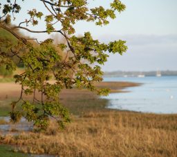 a view over Nacton Shore, with the branches of an oak tree in the foreground and the sandy shoreline and boats on the river out of focus in the background