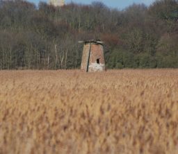 the old red brick water pump at Dingle Marshes, viewed across golden rushes and with trees and the very top of a church tower in the background