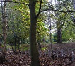 autumnal woodland, with a carpet of fallen leaves