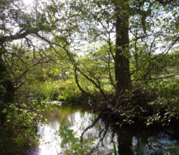A shady glade with a pond in the woodland