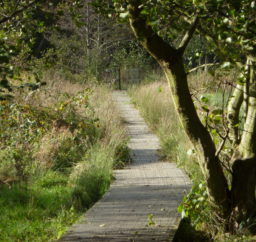 a wooden boardwalk path through some wetland with trees and tall grasses on each side, along the Sailors' Path